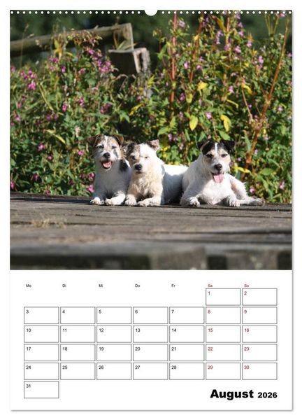 Produktbild: Tender Fellows - Parson Russell Terrier (Wandkalender 2026 DIN A2 hoch), CALVENDO Monatskalender