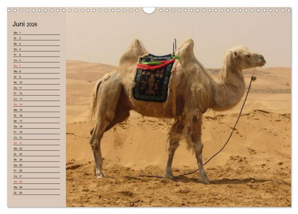 Produktbild: Kamele. Dromedar und Trampeltier (Wandkalender 2026 DIN A3 quer), CALVENDO Monatskalender