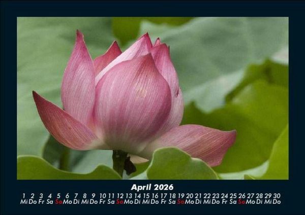 Produktbild: Blumentr&auml;ume 2026 Fotokalender DIN A5