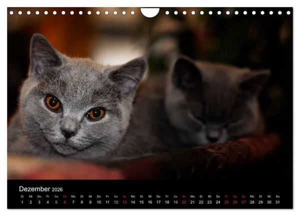 Produktbild: B&auml;rige Schmusetiger - Britisch Kurzhaar (Wandkalender 2026 DIN A4 quer), CALVENDO Monatskalender