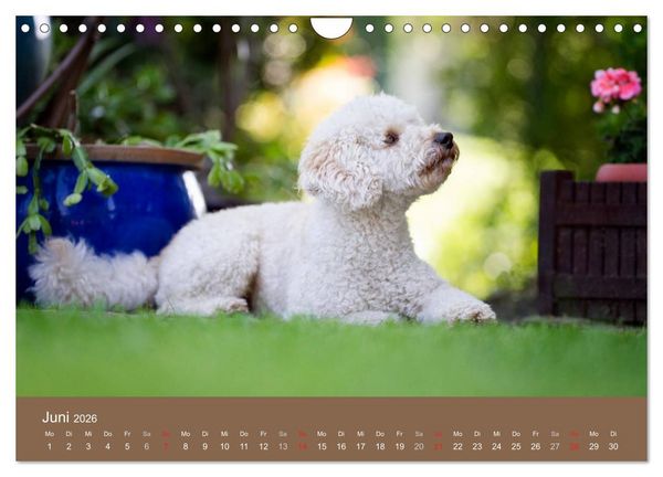 Produktbild: Pudel (Wandkalender 2026 DIN A4 quer), CALVENDO Monatskalender