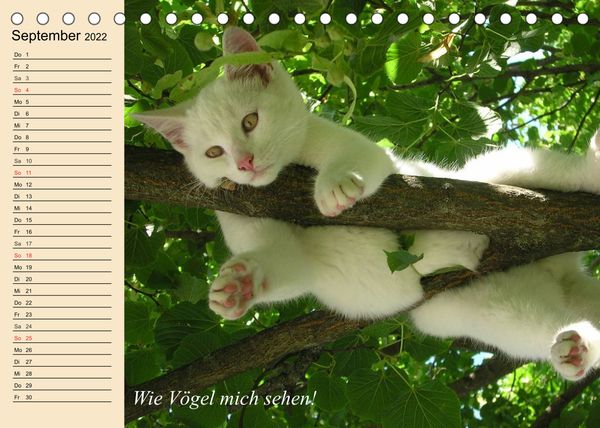 Produktbild: Unsere Katzen. Wie sie wirklich sind! (Tischkalender 2022 DIN A5 quer)