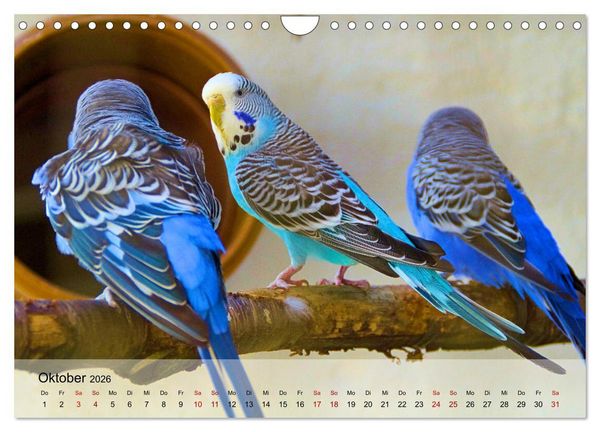 Produktbild: Wellensittiche - gesellige Freunde (Wandkalender 2026 DIN A4 quer), CALVENDO Monatskalender