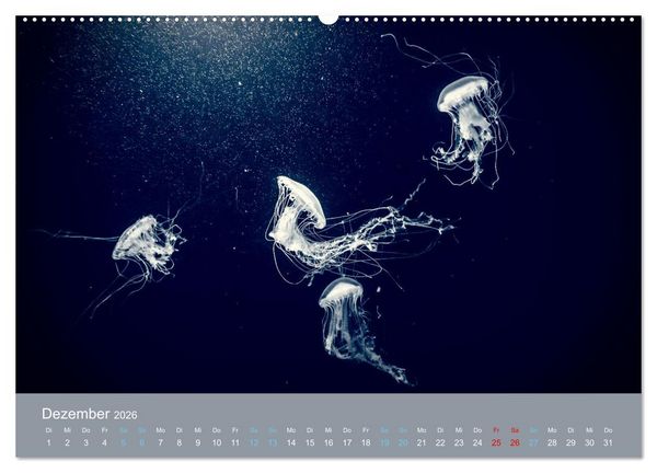 Produktbild: Wildes Leben - Ein Streifzug auf Zehenspitzen (hochwertiger Premium Wandkalender 2026 DIN A2 quer), Kunstdruck in Hochglanz