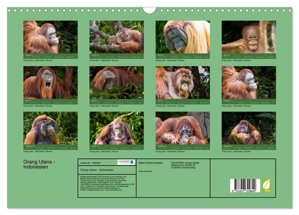 Produktbild: Orang Utans - Indonesien (Wandkalender 2026 DIN A3 quer), CALVENDO Monatskalender
