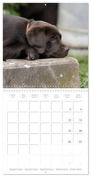 Produktbild: Labrador Retriever Puppies (Wall Calendar 2026 12 &times; 12 Inch) CALVENDO 12 Month Wall Calendar