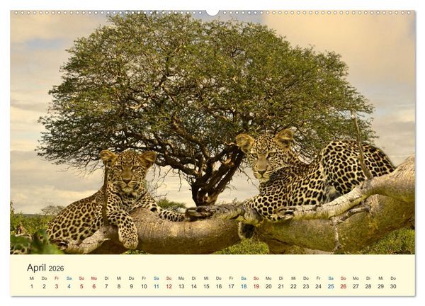 Produktbild: Safari in Kenia (Wandkalender 2026 DIN A2 quer), CALVENDO Monatskalender