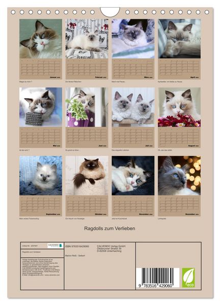 Produktbild: Ragdolls zum Verlieben (Wandkalender 2026 DIN A4 hoch), CALVENDO Monatskalender