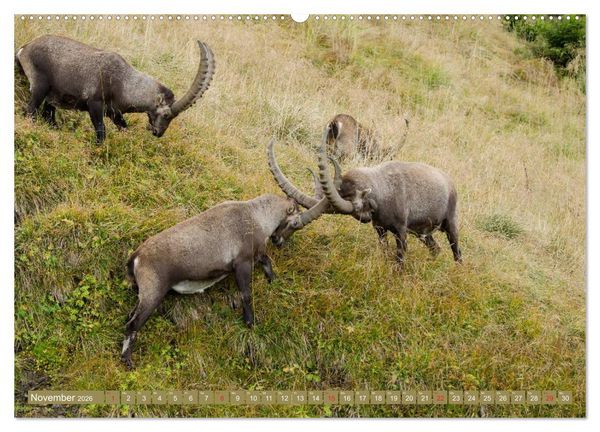 Produktbild: Steinwild am Pilatus (hochwertiger Premium Wandkalender 2026 DIN A2 quer), Kunstdruck in Hochglanz