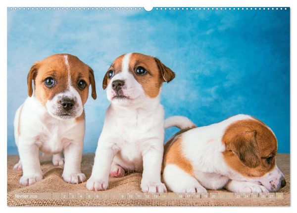 Produktbild: Jack Russell Terrier : vif et joueur (Calendrier mural 2026 DIN A2 vertical) calendrier de bureau