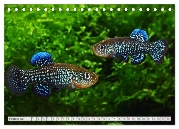 Produktbild: Outdoor-Aquaristik (Tischkalender 2027 DIN A5 quer), CALVENDO Monatskalender