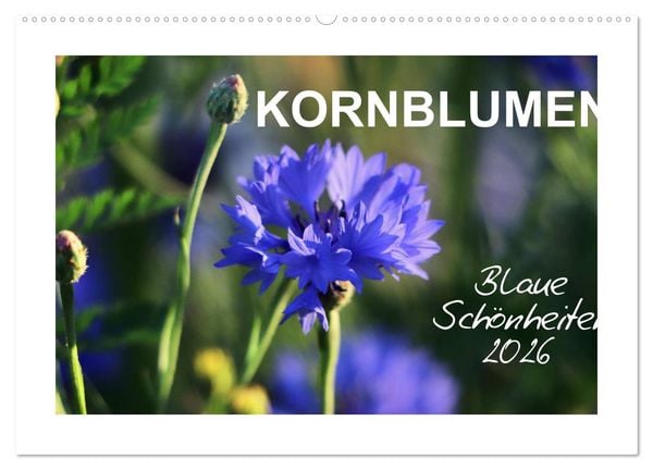 Kornblumen - Blaue Schönheiten (Wandkalender 2026 DIN A2 quer), CALVENDO Monatskalender