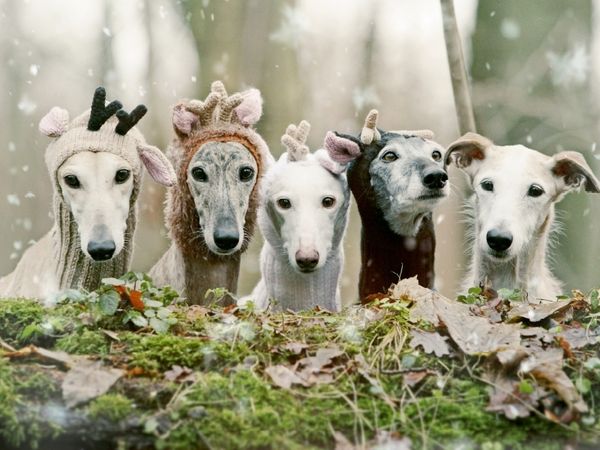 Produktbild: CALVENDO Puzzle Fr&ouml;hliche Weihnachten w&uuml;nscht die ganze Bande | 1000 Teile Lege-Gr&ouml;&szlig;e 64 &times; 48 cm Foto-Puzzle f&uuml;r gl&uuml;ckliche Stunden