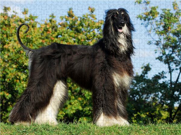 Produktbild: CALVENDO Puzzle Afghanischer Windhund in black and tan 1000 Teile Lege-Gr&ouml;&szlig;e 64 x 48 cm Foto-Puzzle Bild von Sigrid Starick