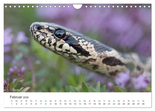 Produktbild: Schlangen - Portraits europ&auml;ischer Arten (Wandkalender 2026 DIN A4 quer), CALVENDO Monatskalender