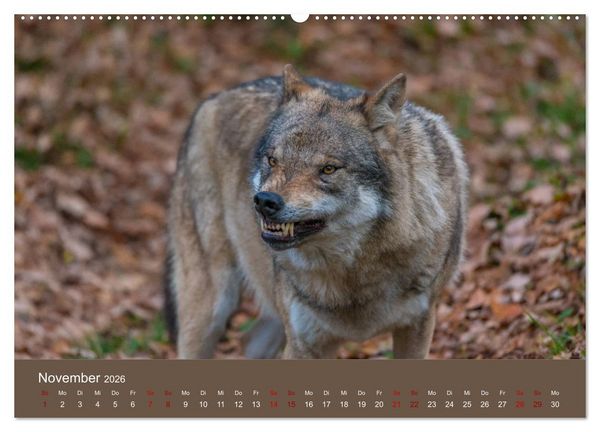 Produktbild: unter W&ouml;lfen (Wandkalender 2026 DIN A2 quer), CALVENDO Monatskalender