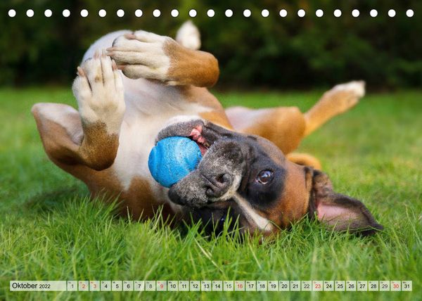 Produktbild: Boxerh&uuml;ndin Paula and Friends (Tischkalender 2022 DIN A5 quer)