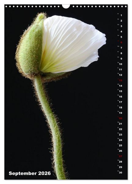 Produktbild: Mohn - Ein Bl&uuml;tentraum (Wandkalender 2026 DIN A3 hoch), CALVENDO Monatskalender