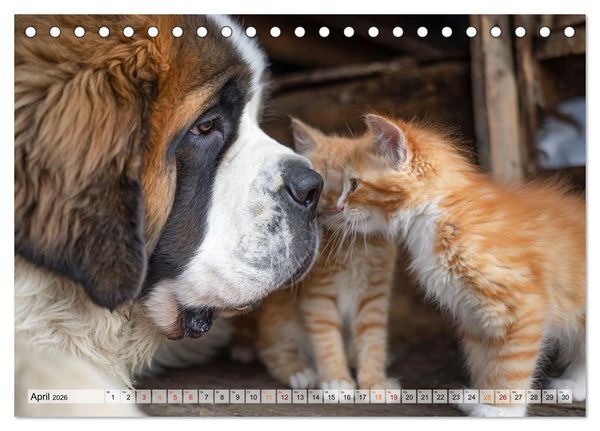 Produktbild: Hund und Katze - Tierische Freunde (Tischkalender 2026 DIN A5 quer), CALVENDO Monatskalender