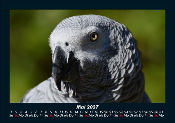 Produktbild: V&ouml;gel 2027 Fotokalender DIN A5