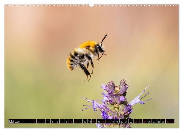 Produktbild: Hummeln - Flugaufnahmen eines faszinierenden Insekts (Wandkalender 2026 DIN A2 quer), CALVENDO Monatskalender