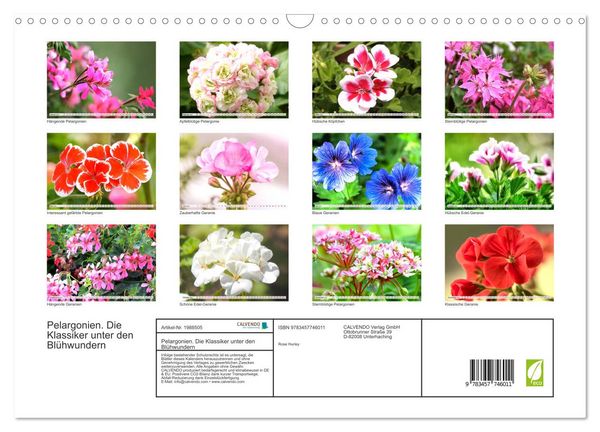 Produktbild: Pelargonien. Die Klassiker unter den Bl&uuml;hwundern (Wandkalender 2026 DIN A3 quer), CALVENDO Monatskalender