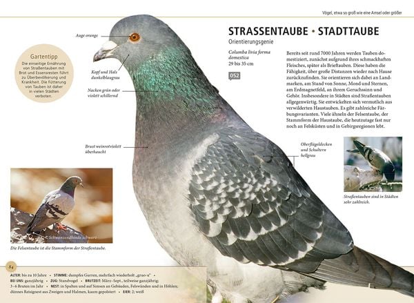 Produktbild: Gartenv&ouml;gel lebensgro&szlig;