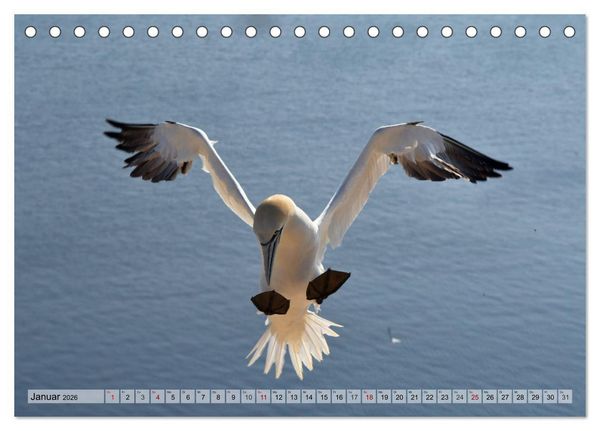 Produktbild: Sch&ouml;ne Insel Helgoland (Tischkalender 2026 DIN A5 quer), CALVENDO Monatskalender