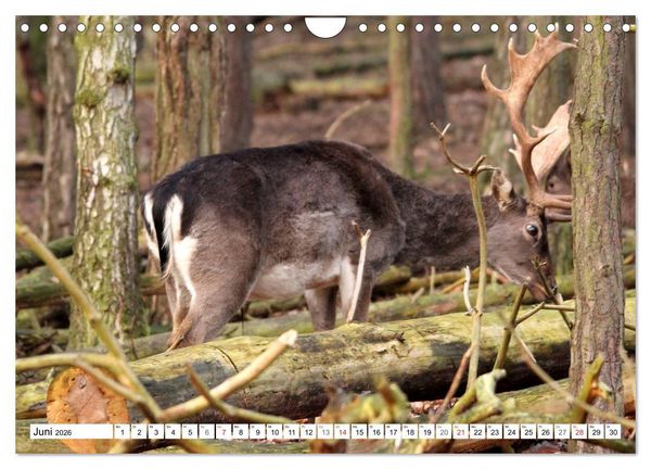 Produktbild: Der Damhirsch - Der Schaufeltr&auml;ger des Waldes (Wandkalender 2026 DIN A4 quer), CALVENDO Monatskalender