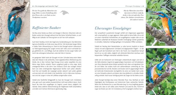 Produktbild: Eisvogel ganz nah