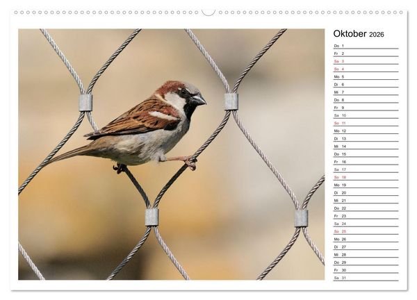 Produktbild: Gefiederte Freunde - Unsere heimischen Gartenv&ouml;gel (Wandkalender 2026 DIN A2 quer), CALVENDO Monatskalender