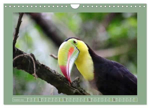 Produktbild: Some Costa Rican Birds (Wall Calendar 2026 DIN A4 landscape), CALVENDO 12 Month Wall Calendar
