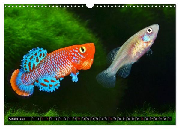 Produktbild: Killifische &ndash; Bunte Fische Afrikas (Wandkalender 2026 DIN A3 quer), CALVENDO Monatskalender