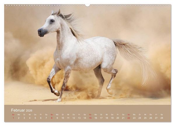 Produktbild: Pferde &bull; Araber im W&uuml;stensand (Wandkalender 2026 DIN A2 quer), CALVENDO Monatskalender