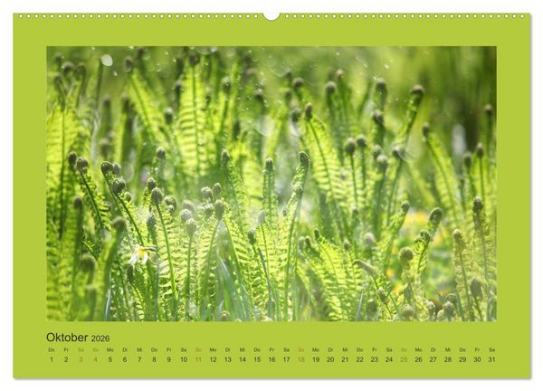 Produktbild: 12 Farben (Wandkalender 2026 DIN A2 quer), CALVENDO Monatskalender