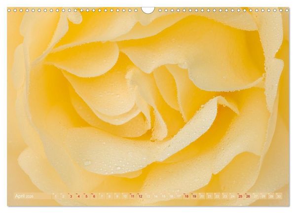 Produktbild: Rosen im Morgentau (Wandkalender 2026 DIN A3 quer), CALVENDO Monatskalender