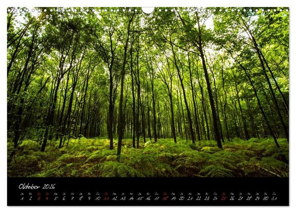 Produktbild: Wald (Wandkalender 2026 DIN A3 quer), CALVENDO Monatskalender