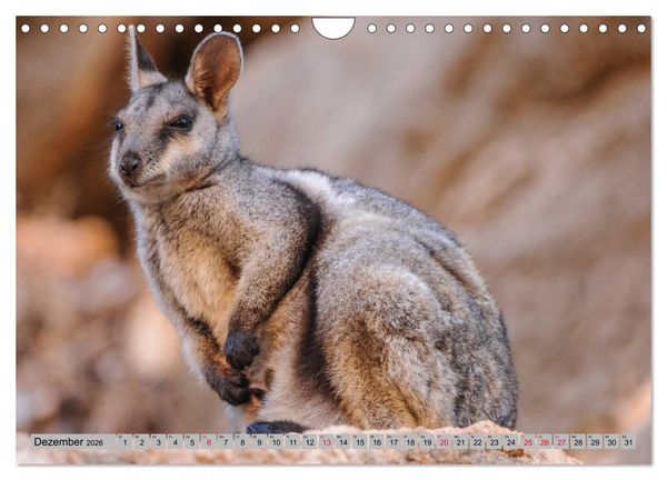 Produktbild: K&auml;ngururs und Wallabys (Wandkalender 2026 DIN A4 quer), CALVENDO Monatskalender