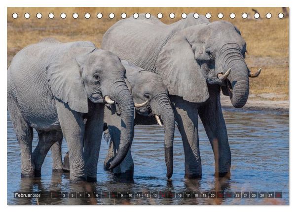 Produktbild: Elefanten Begegnungen im &ouml;stlichen und s&uuml;dlichen Afrika (Tischkalender 2026 DIN A5 quer), CALVENDO Monatskalender