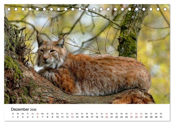Produktbild: Wilde Tiere unserer Heimat (Tischkalender 2026 DIN A5 quer), CALVENDO Monatskalender