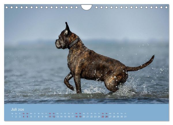 Produktbild: Fantastische Boxer - Sieger der Herzen (Wandkalender 2026 DIN A4 quer), CALVENDO Monatskalender