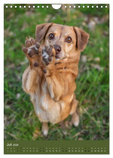 Produktbild: Hundeportraits - Monatskalender (Wandkalender 2026 DIN A4 hoch), CALVENDO Monatskalender