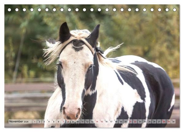 Produktbild: Colorful Horse Ranch &ndash; Wo Tinker posen und Ponys l&auml;cheln (Tischkalender 2026 DIN A5 quer), CALVENDO Monatskalender