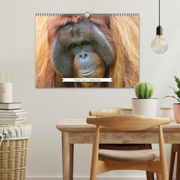 Produktbild: Orang Utans - Indonesien (Wandkalender 2026 DIN A3 quer), CALVENDO Monatskalender