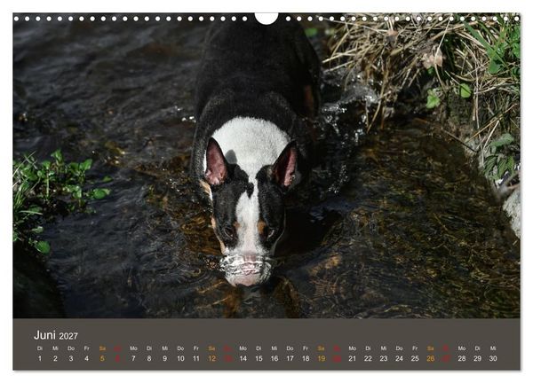 Produktbild: Bullterrier, liebenswerte Sturk&ouml;pfe (Wandkalender 2027 DIN A3 quer), CALVENDO Monatskalender