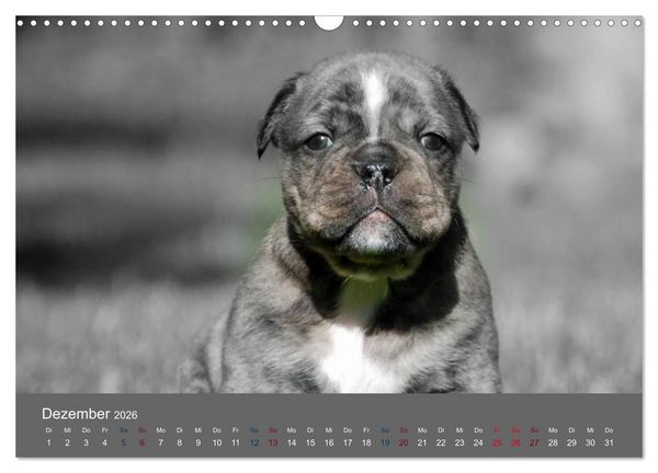 Produktbild: Bulldoggen-Zwerge (Wandkalender 2026 DIN A3 quer), CALVENDO Monatskalender