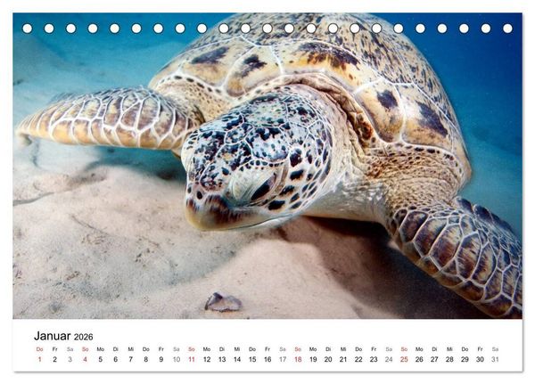 Produktbild: Highlights aus dem Meer - Tauchkalender (Tischkalender 2026 DIN A5 quer), CALVENDO Monatskalender