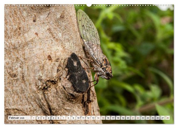 Produktbild: INSEKTEN GANZ NAHE (hochwertiger Premium Wandkalender 2026 DIN A2 quer), Kunstdruck in Hochglanz