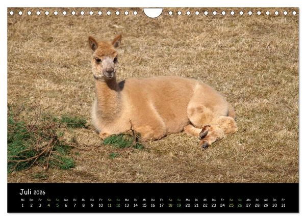 Produktbild: Alpakas zum Verlieben (Wandkalender 2026 DIN A4 quer), CALVENDO Monatskalender