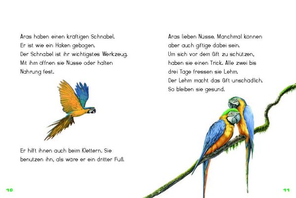 Produktbild: Bunter Regenwald